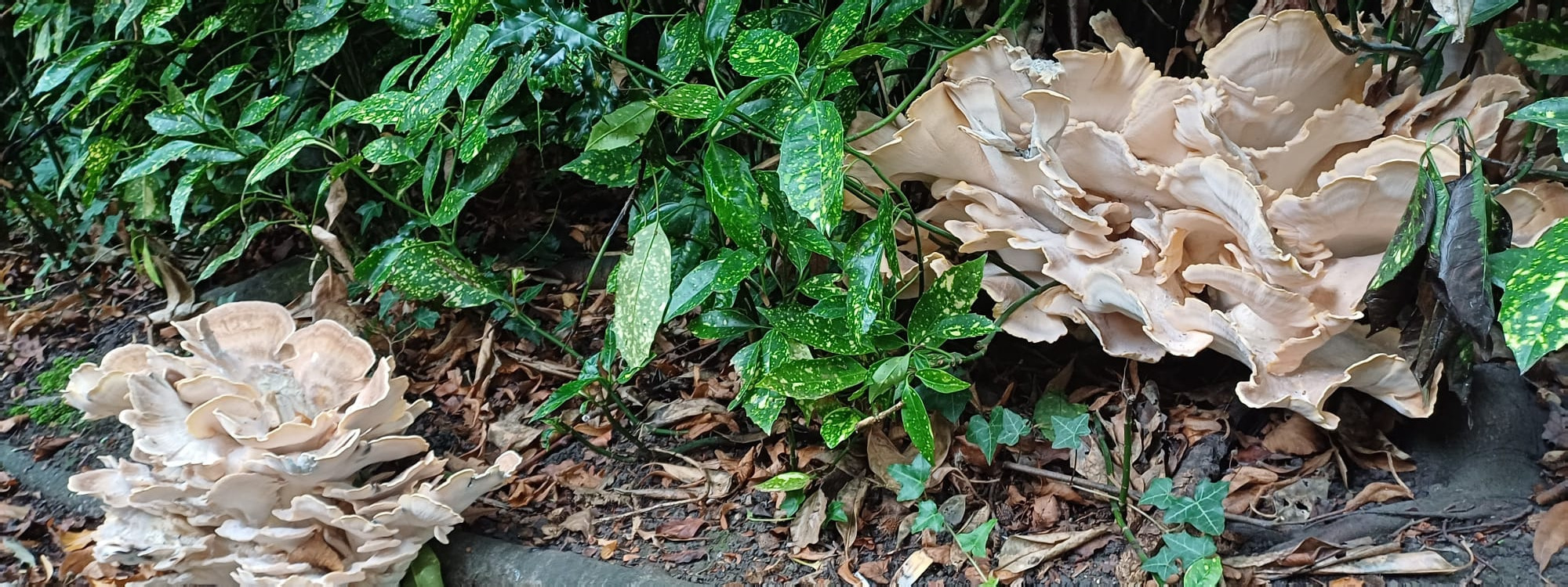 fungus